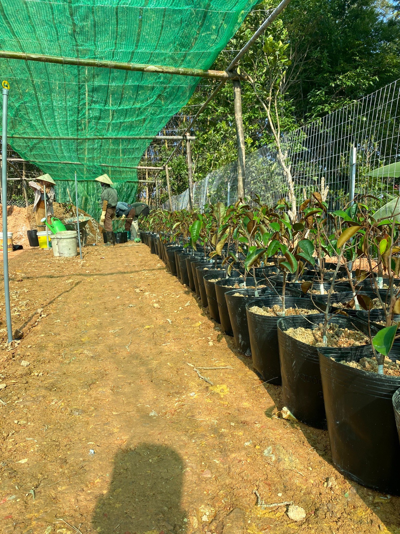 Medicinal Plant Development