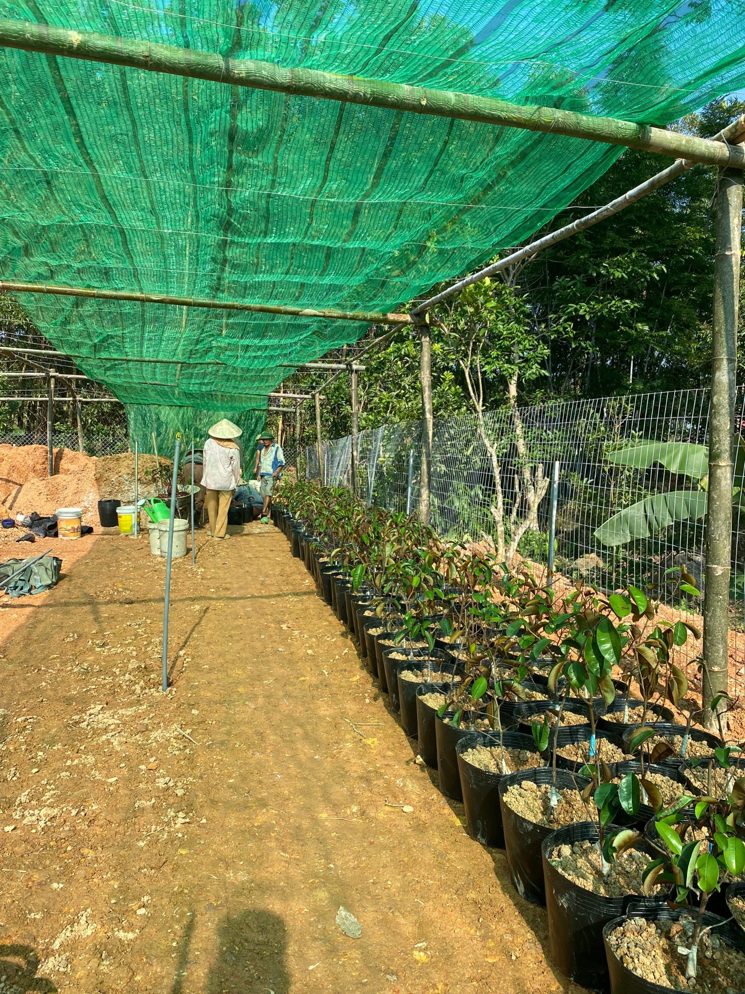 Medicinal Plant Development